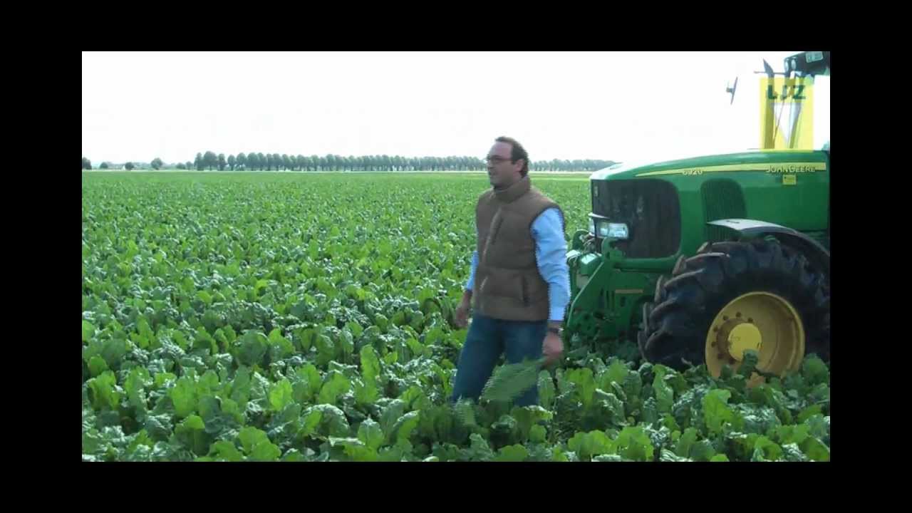 Grün und gesund bis zur Ernte