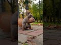 Shorts великий горіх у білки большой орех у белки Squirrel Has A Big Nut