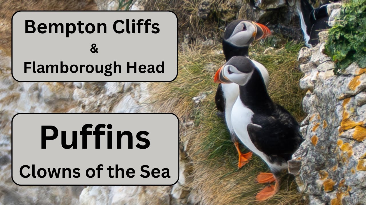 Bempton Cliffs & Flamborough Coastline - Puffins, Gannets, Razorbills and more