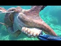Polpo-Piovre-pulpos giganti 23kg in 4. big octopus