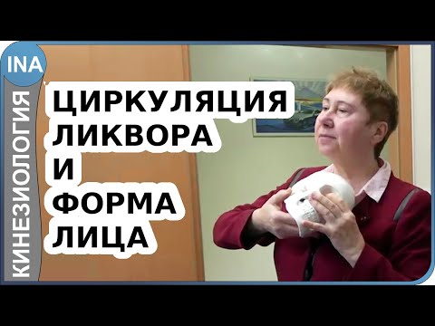 Циркуляция ликвора и фрома лица. Краниальная терапия. Прикладная кинезиология Васильева