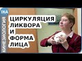 Циркуляция ликвора и фрома лица. Краниальная терапия. Прикладная кинезиология Васильева