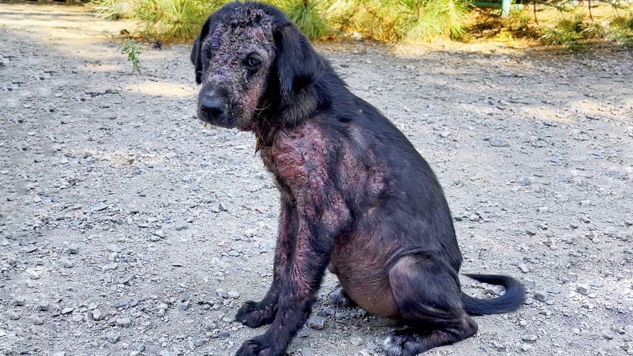Sad Stray Puppy Who Went Through the Worst, Rescued Just In Time
