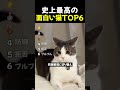 史上最高の面白い猫TOP6