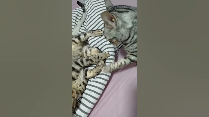 Video 11707431: bengal cat fight