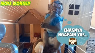 Baby Monkey Moki Playing At His House