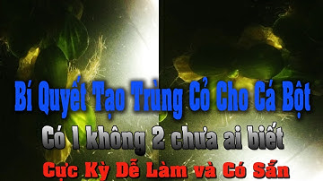 Bí Quyết Tạo " Trùng Cỏ " Có 1 không 2 chưa Ai biết | Trùng Cỏ thức ăn cho Cá Bột Betta.
