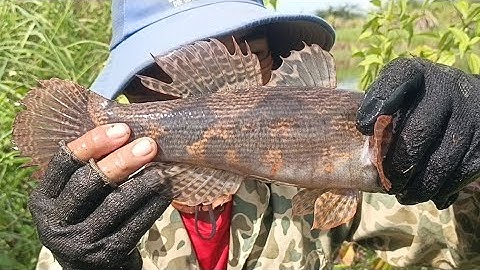 Luồng lờ này dính toàn cá khủng/Check out the giant snakehead fish and the giant snakehead fish