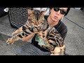 愛猫のご紹介