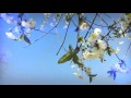 Весенний ролик (HD)