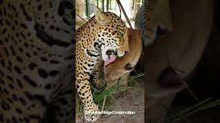 Meeka The Cougar And Mateo The Jaguar Groom Session