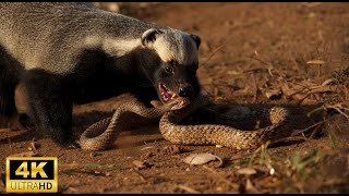 Savage Kingdom | Honey Badger: The Most Tenacious Warrior in the Animal Kingdom | Animal Documentary
