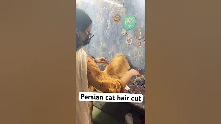 Video 3716001: persian cat hair cutting