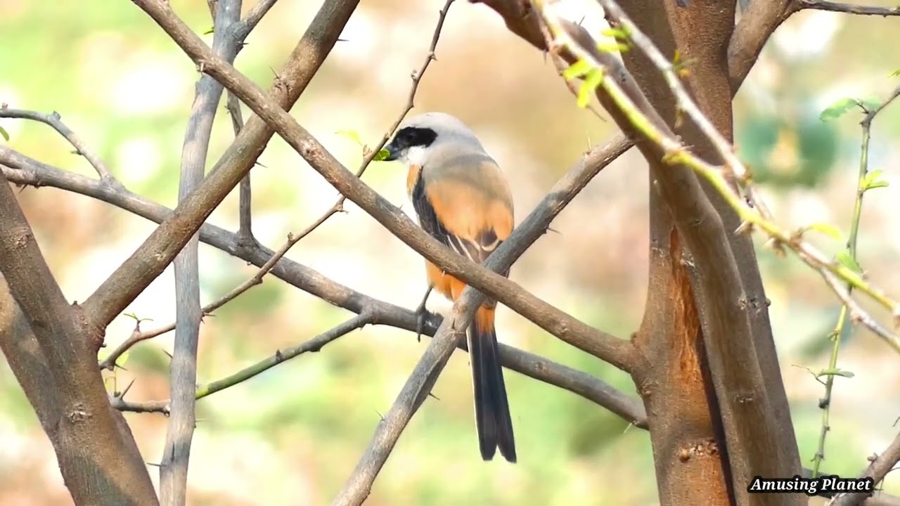 Rufous-backed Shrike (Lanius schach), 08-March-2008 09:18 A…