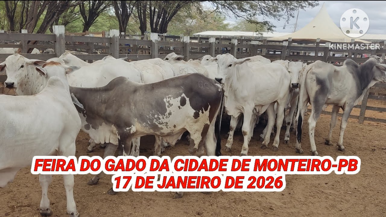 Feira do Gado de Monteiro-PB / Muito Gado Nelore  dia 17/01/2026