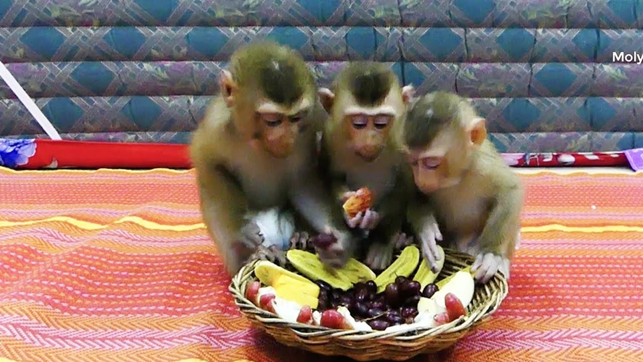 Donal Moly & Zuji Obediently Eating Four Kinds Of Healthy Fruits
