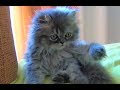 My Lovely Persian Kitty Cat 😍🤗😍 の動画、YouTube動画。