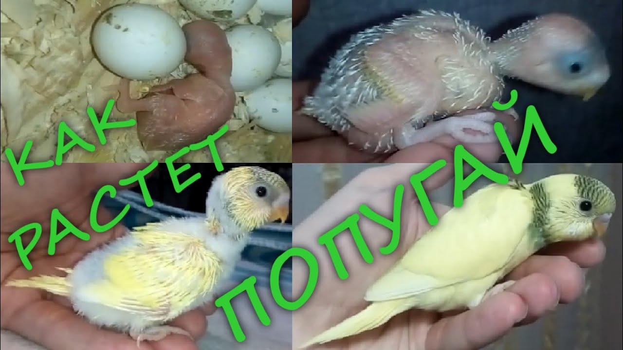 Птенец волнистого попугая. рост от вылупления до 29 дней. Budgie chick from 0 to 29 days