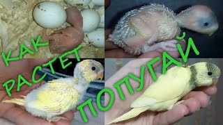 Budgie chick from 0 to 29 days