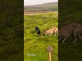 Hare(rabbit 🐇) hunting adventure #rabbit#hunting#animals#adventure#viral#trending#ytshorts#foryou#