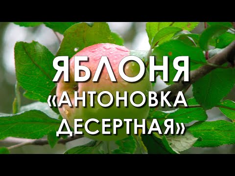 Обзор сорта яблоня "Антоновка Десертная" (характеристики, свойства, фото)