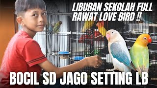 Bocil Sd Jago Setting Love Bird Ngisi Liburan Sekolah Dengan Rawat Burung