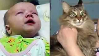 Stray cat 'saves' Russian baby abandoned in freezing hallway by keeping him warm