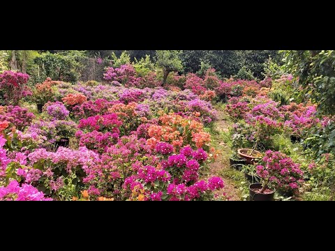 Hướng dẫn trồng hoa giấy sau khi giâm cành hiệu quả cao nhất