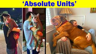 These Absolute Units Are So Massive You Won't Believe They Are Real (NEW PICS)