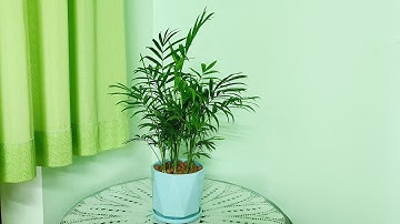 Cau Tiểu Trâm –Cách trồng và chăm sóc