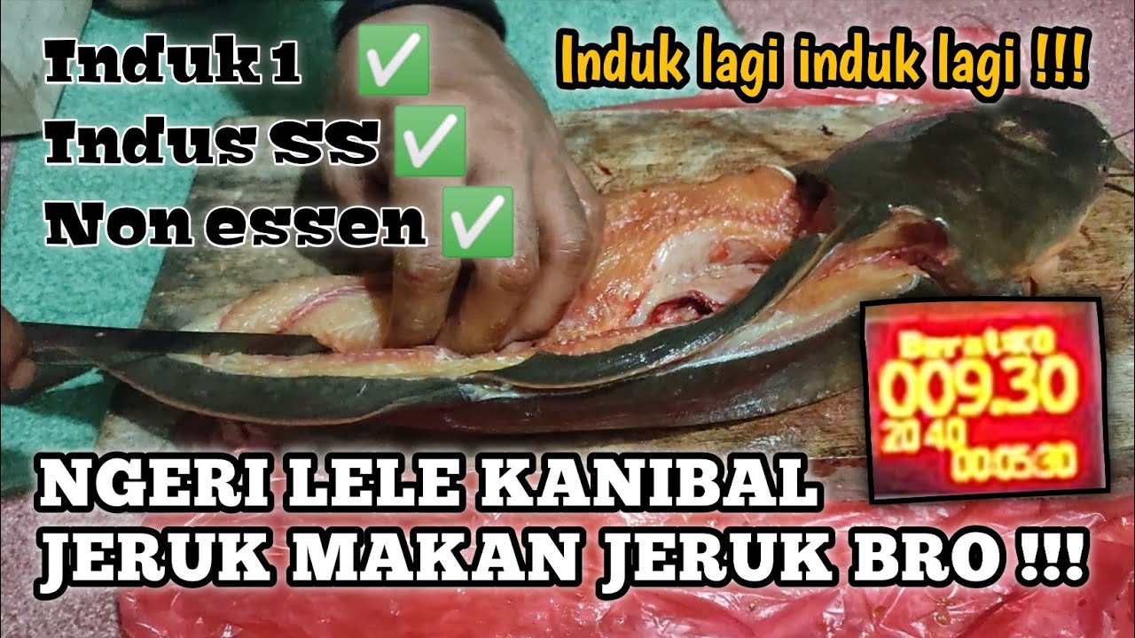 SADIS !!! LAGI-LAGI INDUK BRO !!!