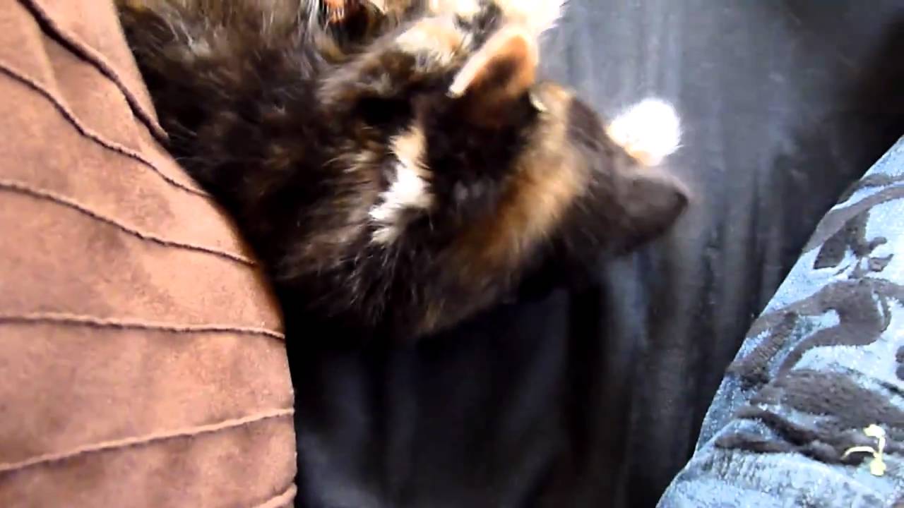 Kittens playing with hair YouTube