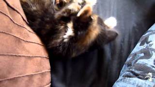 Kittens playing with hair by TheAdamsmatt 128 views 13 years ago 2 minutes, 21 seconds