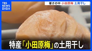 特産「十郎梅」の土用干し　神奈川・小田原市の曽我梅林地区｜TBS NEWS DIG