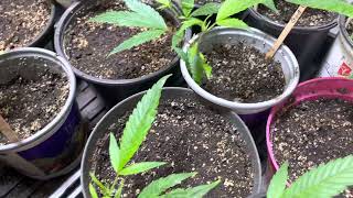 Cannabis Clones 1 Week Later