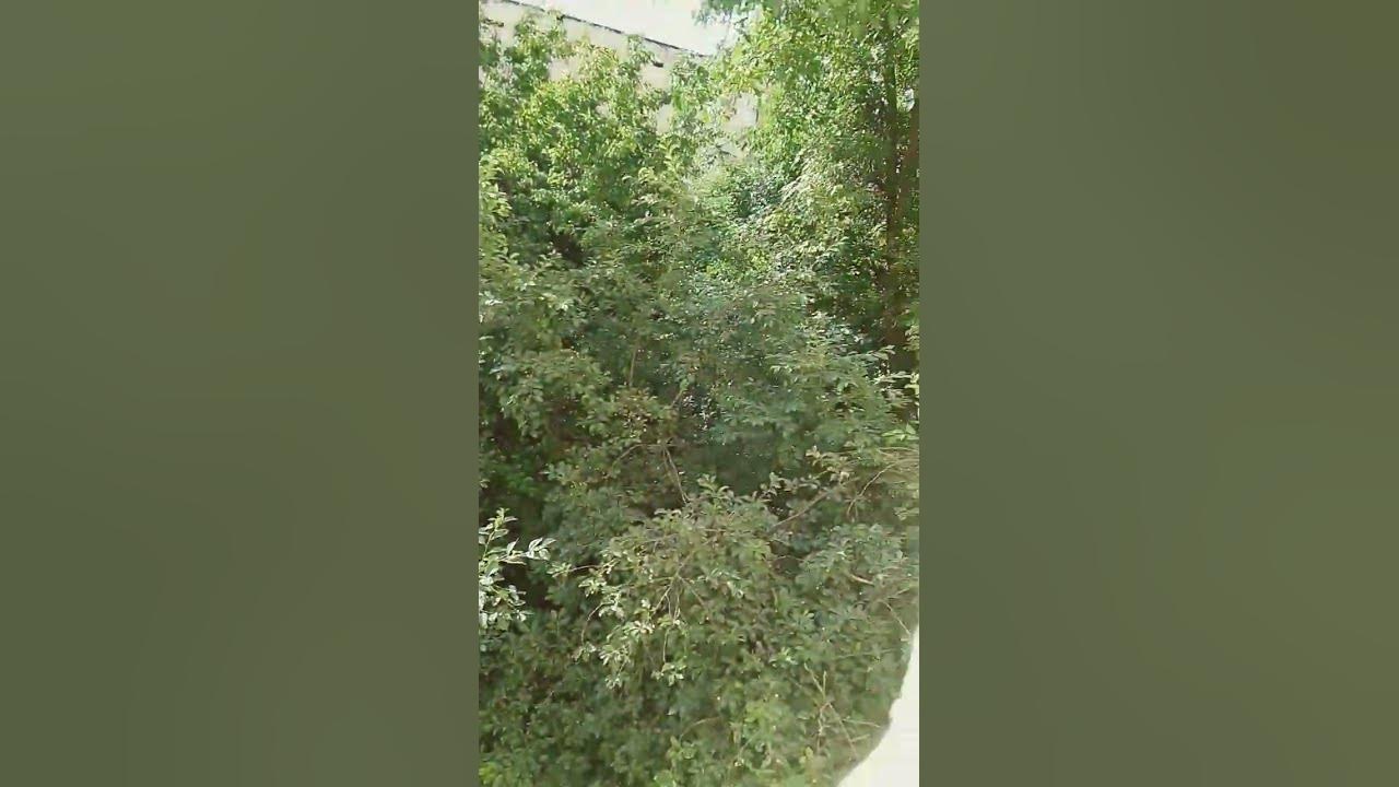 сирена головый - YouTube