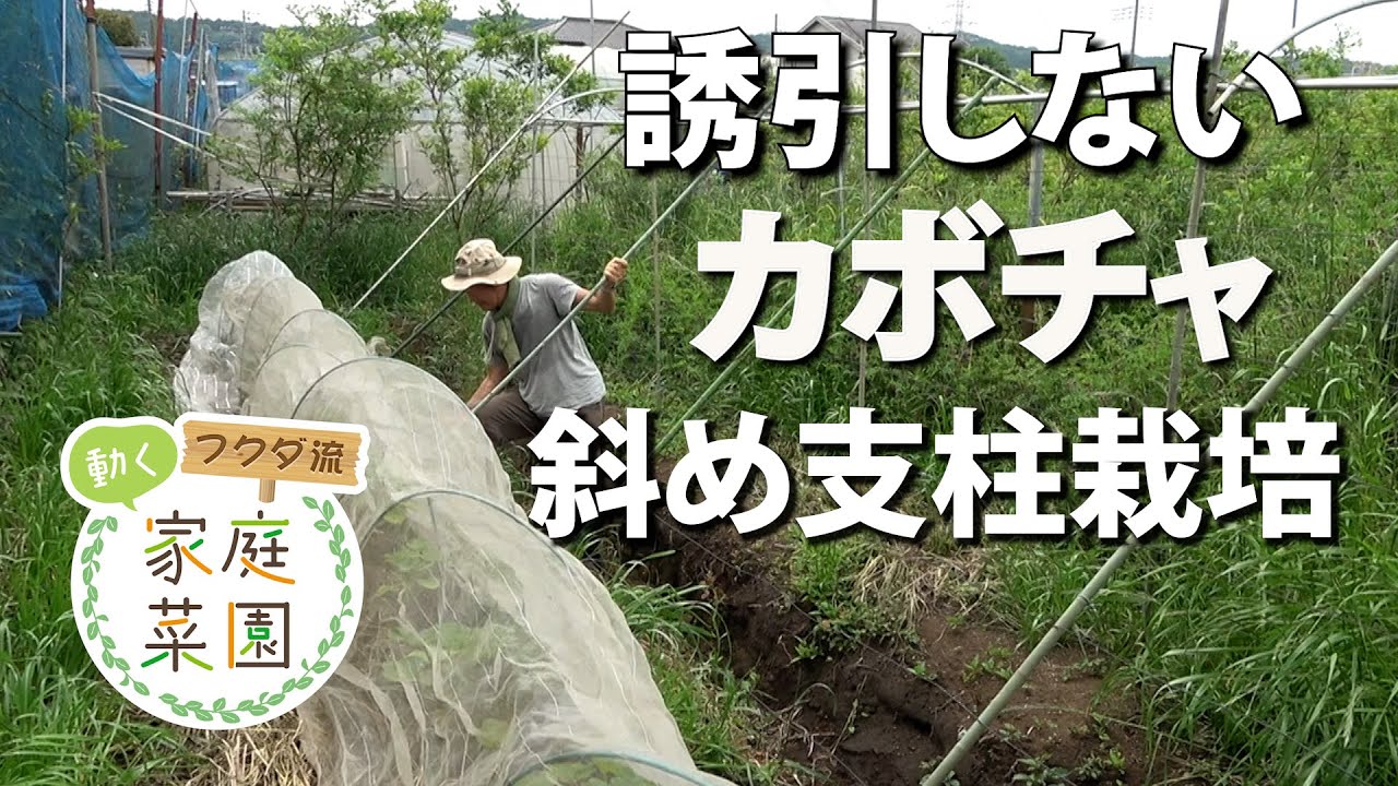 家庭菜園】今年のカボチャ 斜め支柱栽培 おまかせ菜園フクダ流 - YouTube