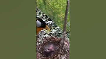 SILVER-CHEEKED BIRD / SILVER-CHEEKED BIRD