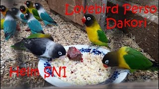 Lovebird Personata Dakori Helm SNI Blue Perso Personatus Lovebird Farm Agapornis Kandang Koloni