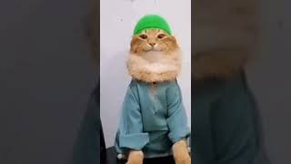 free tob tobi tob cat meme