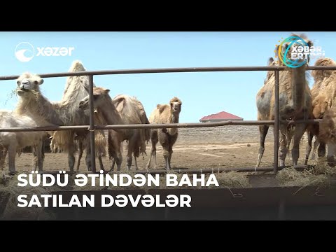 Video: Hansı dəvə suda saxlanılır?