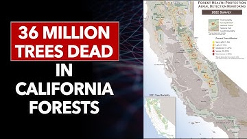 36 Million Trees Dead in California Forests