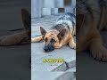 cachorro olhava dentro do bueiro todo dia