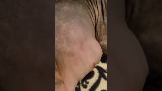 The babies are MOVING in mommas Belly! ❤️❤️ by LiLNudists Cattery 609 views 1 year ago 2 minutes, 24 seconds