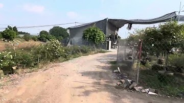 Đường vào Xưởng Sản xuất chậu xi măng nhẹ Kim Lan Hà Nội