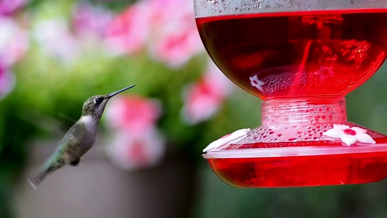 ஜீவனுள்ள தேவனே |  Jeevanulla Devanae (Cover) |  Sung by S.R. Celia Jasmine Antony Mano| Music:JBSR.