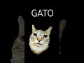 gatinho