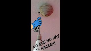 😱Que hay que hacer si te encuentras un 👉 NIDO DE AVISPA ASIATICA en tu CASA #shorts