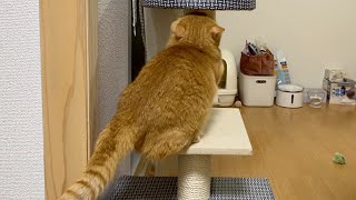 『爪を研ぐ猫』を研ぐママ【短足マンチカン】-Mom strokes a desperate cat to sharpen her claws.-