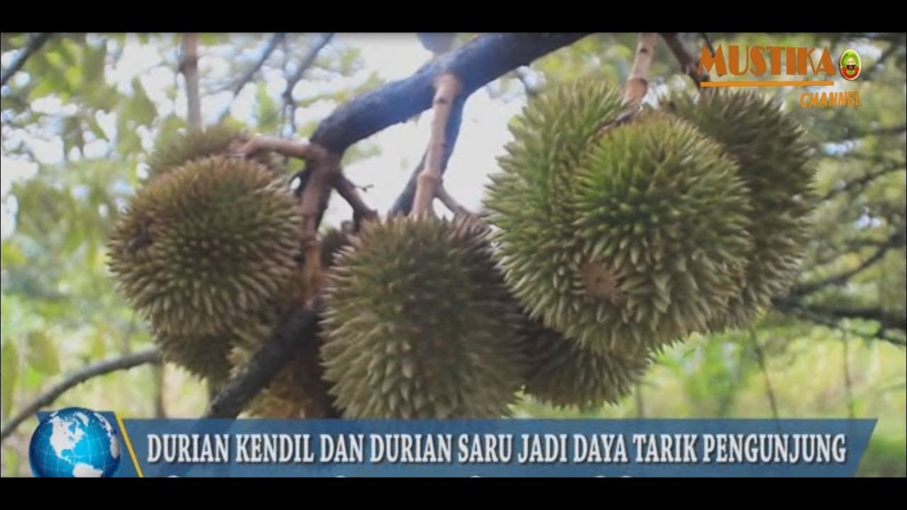 Unduh 6500 Gambar Durian Kendil Paling Baru 
